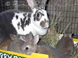 $85 with pedigree and $75 without. Baby Rabbits Time To Sell Buy And Then Provide Bunny Rabbit Care