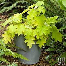 Check spelling or type a new query. Best Shrubs For Containers Better Homes Gardens