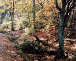 Buy epping forest, essex postcard and get the best deals at the lowest prices on ebay! Beenthere Donethat A Glade In Autumn Epping Forest Essex