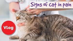Cats are, by nature, predators, and predators who can no longer hunt become another predator's next meal. How To Tell If Your Cat Is Pain Signs Of Cat In Pain Youtube