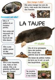 Narramus Petite Taupe Ouvre Moi Ta Porte La Maternelle De Vivi La Petite Taupe Taupe Carte D Identite