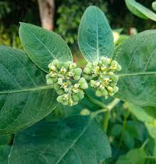 Image result for Euphorbiaceae