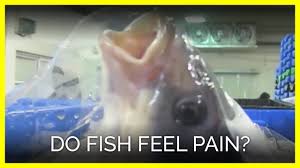 We review studies claiming that fish feel pain and find deficiencies in the methods used for pain identification, particularly for distinguishing unconscious detection of injurious stimuli (nociception) from conscious pain. Do Fish Feel Pain Youtube
