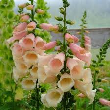 Http Www Osborneseed Com Uploads Products 6341flower Digitalis Dalmatio Jpg Flower Seeds Balcony Flowers Foxglove Plant