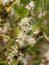 Image result for Cuscuta kilimanjari