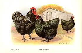 Cochin blood was introduced into some of the earlier strains, proven by some of the more loosely feathered specimens exhibited. Black Orpington Chickens Chickens Backyard Breeds Chicken Breeds Chickens Backyard