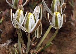 Image result for Albuca setosa