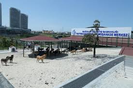 T C Bagcilar Belediyesi Resmi Web Sitesi Bagcilar Belediyesi Hayvan Barinma Ve Musahade Merkezi