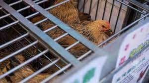 China has reported the world's first case of a human infected with the h10n3 bird flu, which is usually found in poultry. Josrgj Sgialwm