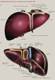 Free pdf download for liver diagram to score more marks in exams, prepared by expert subject teachers from the latest edition of cbse/ncert books the liver is one of the most important organs in the human body. Anatomy Of The Liver Surgery Oxford International Edition