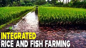 We did not find results for: Integrated Rice And Fish Farming Rice Fish Farming Youtube