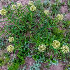 Image result for Plecostachys