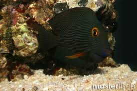 Image result for Oxyanthus strigosus