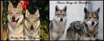 Differences Entre Chien Loup De Saarloos Et Chien Loup Tcheque Elevage Chien Loup De Saarloos L Eden Des Shokou