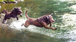 Image result for chesapeake bay retrívr