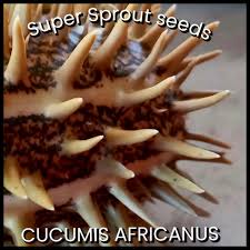 Image result for Cucumis africanus