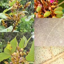 Image result for Flemingia grahamiana