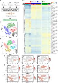 Check spelling or type a new query. Single Cell Rna Sequencing Reveals Distinct Patterns Of Cell State Heterogeneity In Mouse Models Of Breast Cancer Elife
