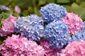Once they are established, they can survive dry conditions, however, too much hot, dry weather can compromise blooming, so regular watering is recommended for the most and best looking flowers. When To Plant Hydrangeas In The Uk Gardening 101