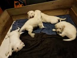We did not find results for: Labrador Retriever Puppies For Sale Pataskala Oh 304635
