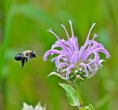 Mmm, i love the smell of bee balm. Plants Used For Bee Habitat Might Kill Bees Mpr News