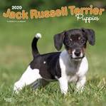 Jack Russell Puppies for Sale in Virginia - DogsNow