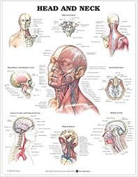 Head And Neck Anatomical Chart