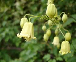 New users enjoy 60% off. Take Time To Smell The Climbers Otago Daily Times Online News