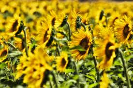 Learn how to plant, grow, and harvest sweet potatoes with this growing guide from the old farmer's almanac. Best Time To See Sunflowers In Texas 2021 When To See Rove Me