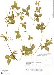 Image result for Calopogonium mucunoides