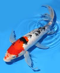 Live Koi Fish 13 14 Gin Rin Sanke Butterfly Long Fin Koibay Koi Fish Butterfly Koi Koi Betta