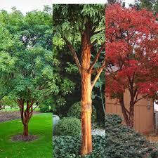 New Paperbark Maple I Ve Planted Plants Landscape Design Shrubs