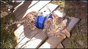 In this video, i teach isis how to wear a leash and harness and prepare her for her first walk outside. Cat Walking Jackets Leashes And Harnesses For Cats Cat Supplies Accessories Feeders Furniture Beds Toys And More From Hdw Enterprises And Foothill Felines