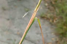 Image result for Andropogon schirensis