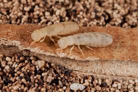 What do they look like? How Much Does A Termite Treatment Cost Find Out