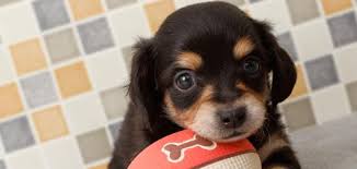 チワックス 画像