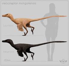 velociraptor size charts on behance