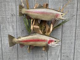 We did not find results for: Fish Species Color Variances American Fish Taxidermy