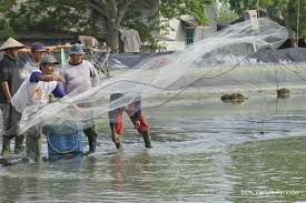 Ifi berdiri pada bulan september 2007. Perum Perindo Teken Kerja Sama Dengan Bhanda Ghara Reksa