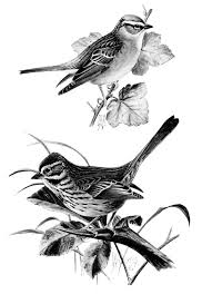 Black And White Printable Bird Pictures Vintage Bird Clip Art Song Sparrow Chipping Sparrow Black And White Graphics Printable Bird Illustration Black And White Birds Vintage Birds Bird Pictures