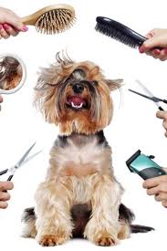 Their workshop and certification program is held around the country. 10 Essential Traits You Ll Need To Become A Successful Pet Groomer Pet Groomers Pet Grooming Business Dog Grooming