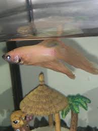 Betta Fish I M Scared My Betta Fish Might Have Fin Rot In 2020 Betta Fish Betta Fish