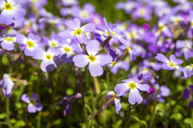 Image result for Malcolmia maritima