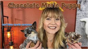 Chocolate Merle Chihuahua Puppy & Blue Merle Momma