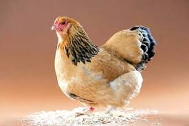 صور دجاج الدجاجة دجاجة لكن Chicken Breeds Brahma Chicken Chickens Backyard