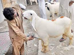 Is offering a sacrifice on eid ul adha required? Sacrificial Animals Start Trickling In As Eidul Azha Approaches