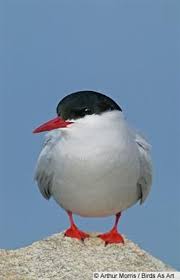 Australian Birds That Lay Eggs On The Ground Arctic Tern Terns Are Birds That Are Normally Found Near The Sea Rivers Or Wetlands Typically Breed In Noisy Colonies And Lay Their Eggs On Bare Ground With
