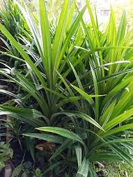 Image result for Pandanus odoratissimus