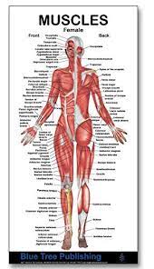 Maybe you would like to learn more about one of these? Amazon Com Muscles Female Mini Poster Muscle Building And Physical Fitness The Muscular System Anatomical Chart Office Products
