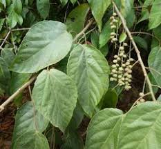 Image result for Alchornea cordifolia